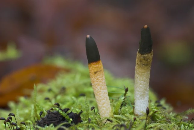  Những loài nấm kỳ lạ nhất thế giới ảnh 5