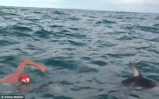 Đàn cá heo cứu vận động viên khỏi hàm cá mập