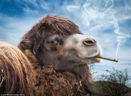 Phạm Thế Quang Huy