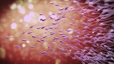 tinh trùng, con giống, tinh binh, bơi ngược dòng