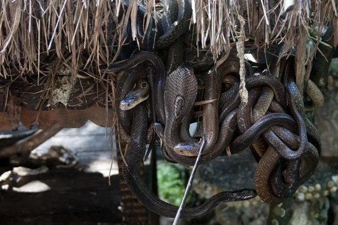 Người đàn ông bị rắn hổ mang chúa cắn 4 lần vẫn sống khỏe ảnh 3