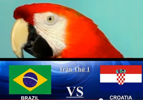 Vẹt Ruby tham dự trổ tài dự đoán World CUP 2014. Ảnh: TTS. ndnd-9361-1402640955.jpg