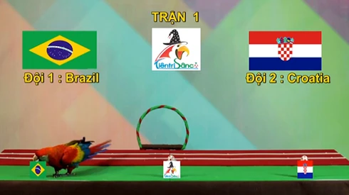 Vẹt Ruby đã chọn Brazil là đội thắng trận và chú đã chính xác với dự đoán của mình. Ảnh: TTS. vet-7762-1402640956.jpg