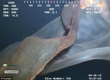 Hình ảnh được quay ở độ sâu hơn 1.5km.