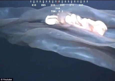 Hình ảnh được quay ở độ sâu hơn 1.5km.