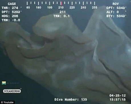 Hình ảnh được quay ở độ sâu hơn 1.5km.