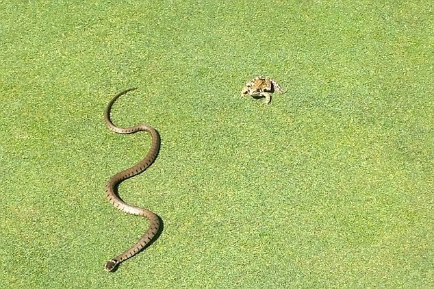 Chú ếch thoát chết thần kỳ dù bị con rắn gần như nuốt chửng ảnh 4