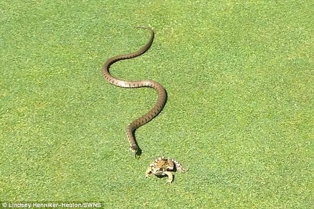 Chú ếch thoát chết thần kỳ dù bị con rắn gần như nuốt chửng ảnh 3