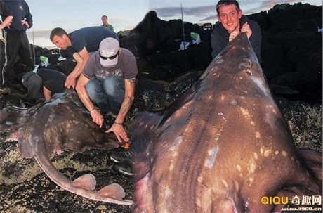 Con cá đuối khổng lồ.