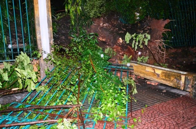 Gốc cây cổ thụ đường kính khoảng 1m bị bật lên đè lên tường rào công viên Thảo Cầm Viên - Ảnh : Đại Việt