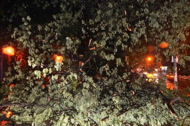 Cổ thụ trong Thảo Cầm Viên bật gốc, đè sập tường rào ảnh 3