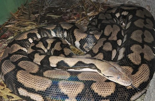 Thelma tại vườn thú Louisville, Kentucky. Ảnh:&nbsp;Louisville Zoo