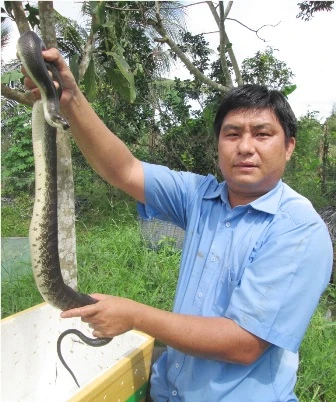 Thất bài từ nghề nuôi thỏ, năm 2009 anh Bằng quyết định chuyển sang nuôi rắn ri voi trong vèo cước