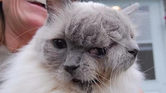 Mèo hai mặt già nhất thế giới qua đời