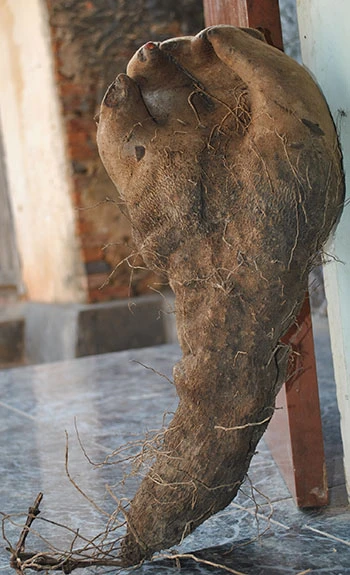 Củ khoai vạc hình 'bàn tay Phật' ảnh 2