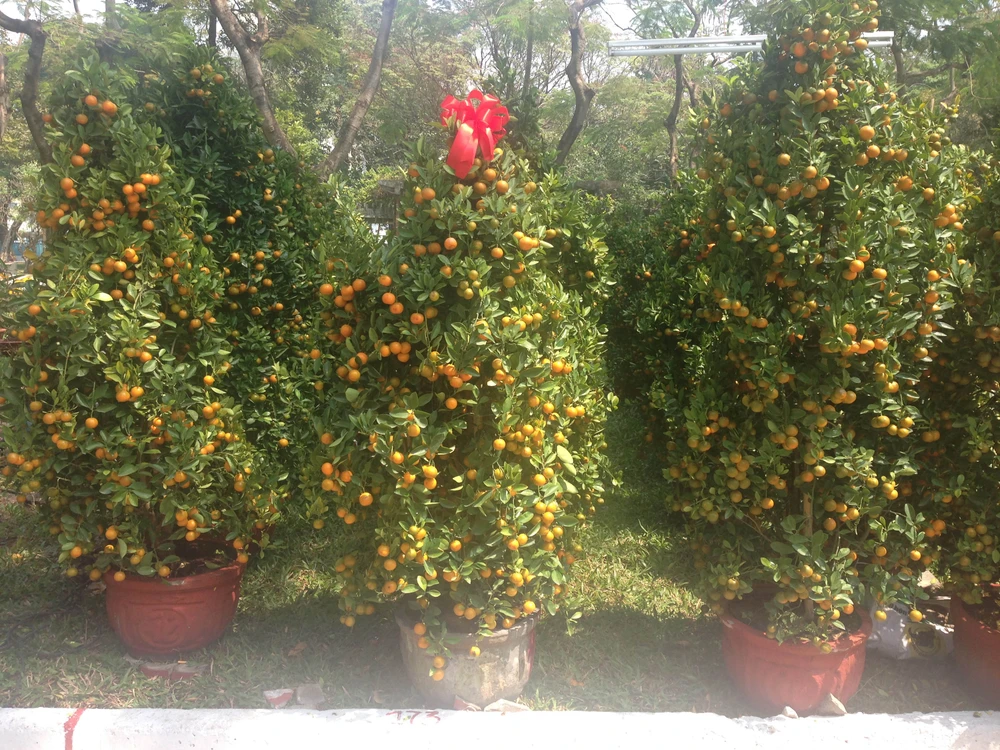 Giá cả các loại hoa tết Ất Mùi 2015 ảnh 9