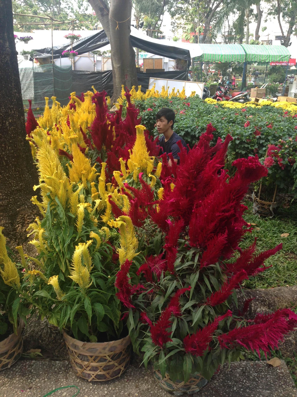 Giá cả các loại hoa tết Ất Mùi 2015 ảnh 2