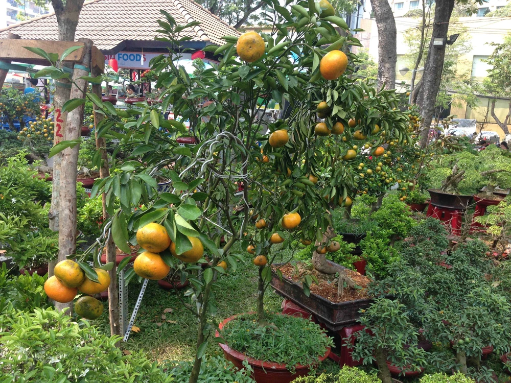 Giá cả các loại hoa tết Ất Mùi 2015 ảnh 8