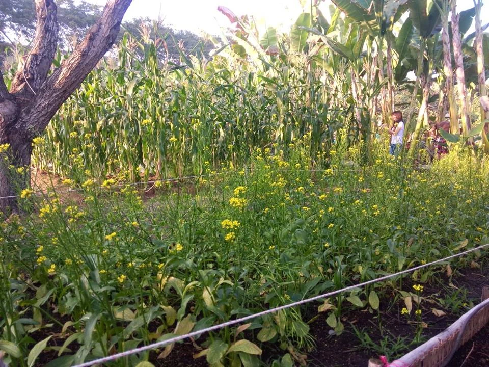 Đi thăm “làng quê xuân” giữa thành phố…nhà giàu ảnh 8