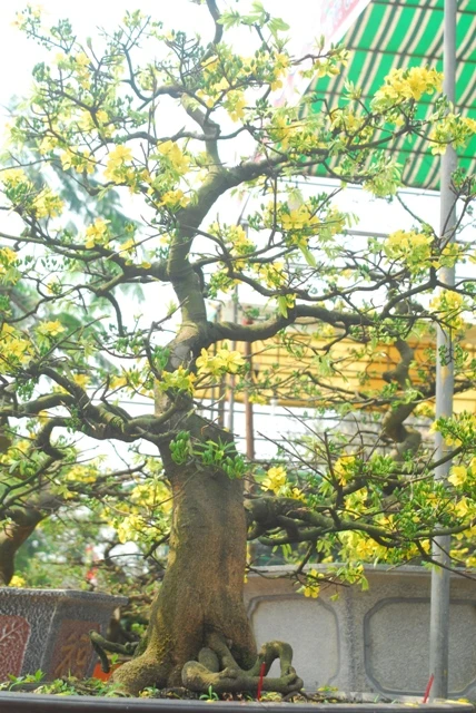 Gốc hoàng mai giá gần một tỉ ảnh 8