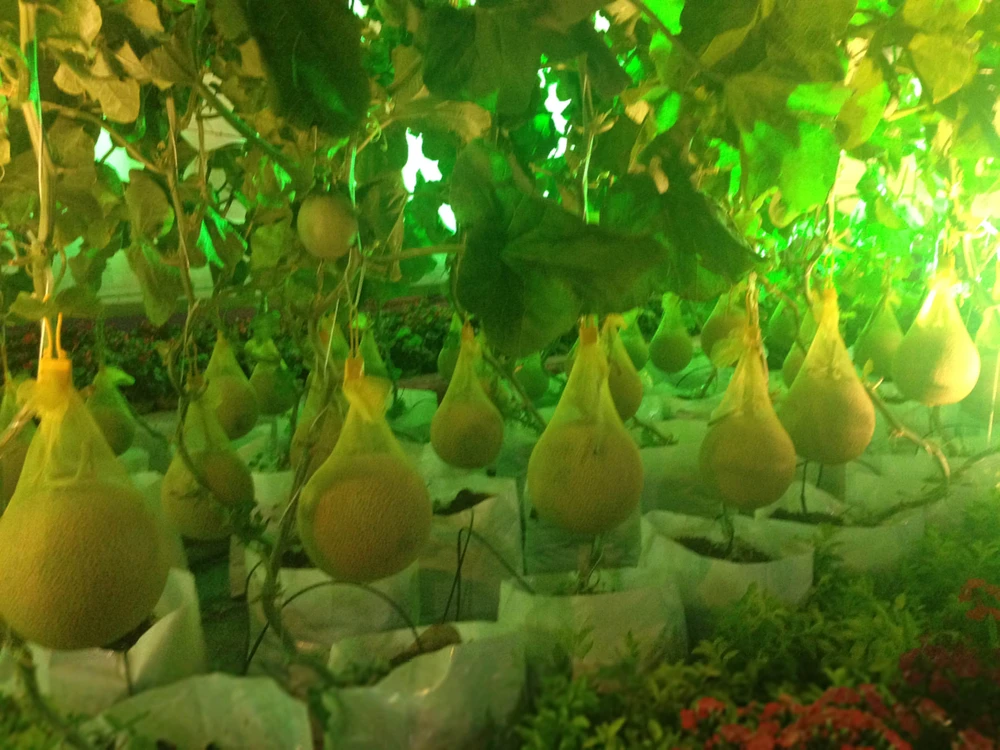 Ngắm đường hoa Hàm Nghi trước giờ khai mạc ảnh 16