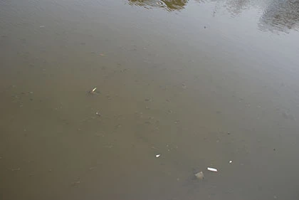 Kênh Nhiêu Lộc – Thị Nghè đầy rác bốc mùi, cá chết hàng loạt ảnh 6
