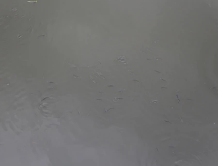 Kênh Nhiêu Lộc – Thị Nghè bắt đầu trở lại trong lành ảnh 4