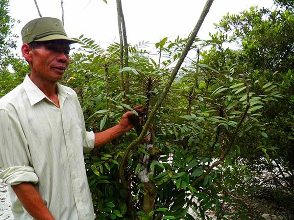 Khu rừng trâm bầu cổ che làng khỏi cát bay ảnh 9 Khu rừng trâm bầu cổ che làng khỏi cát bay ảnh 9