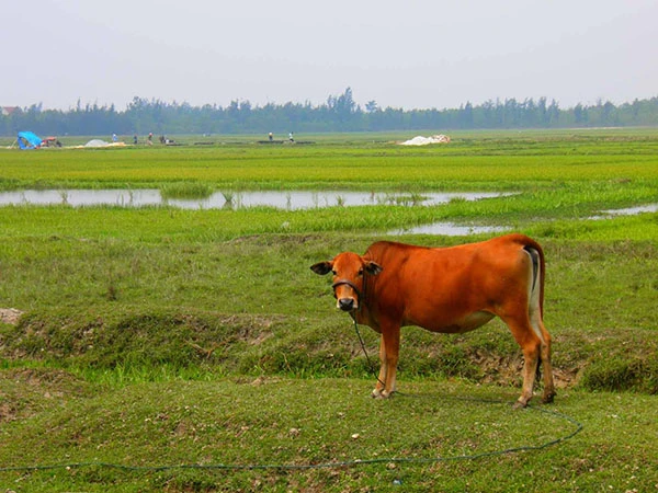 Khu rừng trâm bầu cổ che làng khỏi cát bay ảnh 14 Khu rừng trâm bầu cổ che làng khỏi cát bay ảnh 14