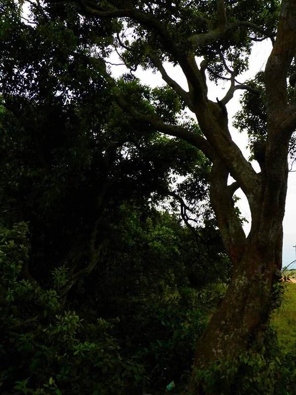 Khu rừng trâm bầu cổ che làng khỏi cát bay ảnh 17 Khu rừng trâm bầu cổ che làng khỏi cát bay ảnh 17