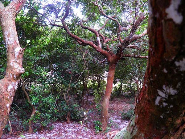 Khu rừng trâm bầu cổ che làng khỏi cát bay ảnh 5 Khu rừng trâm bầu cổ che làng khỏi cát bay ảnh 5