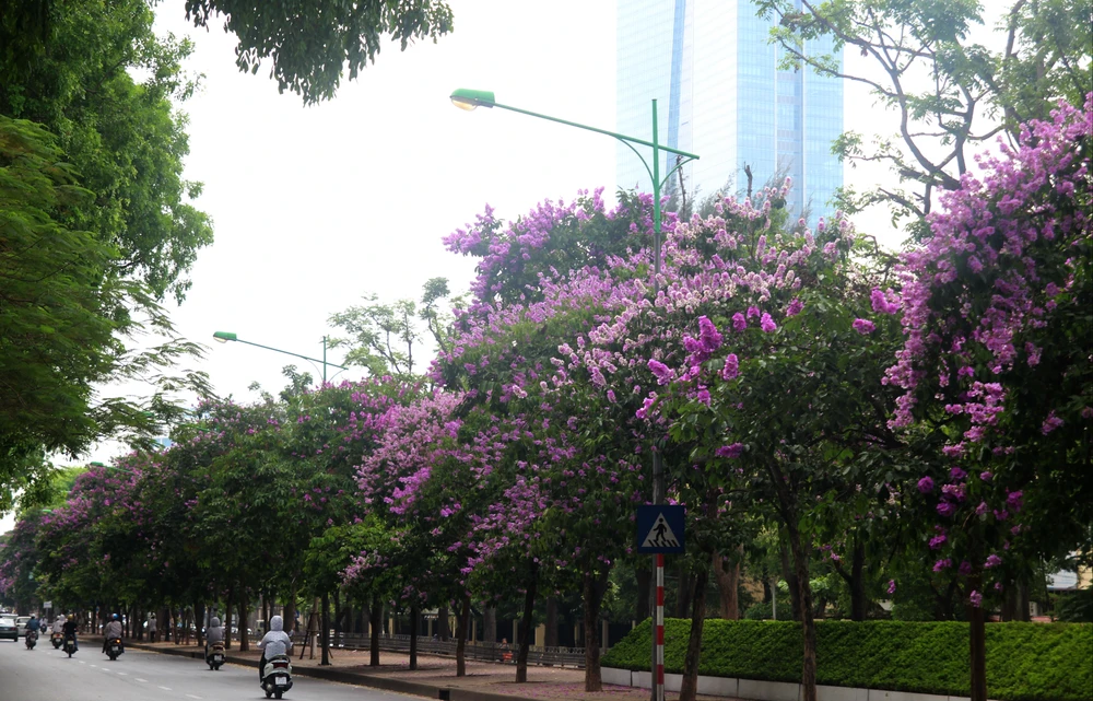 Sắc tím Bằng lăng dịu dàng giữa Hà Nội, phố Huế ảnh 3