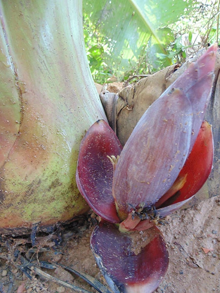 Kỳ lạ bắp chuối mọc từ gốc ảnh 1