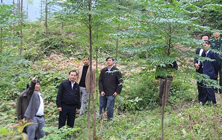 Sẽ rà soát lại chính sách thuế trong lâm nghiệp ảnh 1