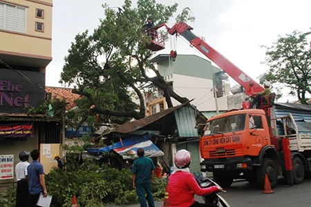 Cây me tây đổ 'đè bẹp' căn nhà ảnh 1