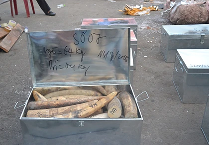 Khởi tố vụ buôn lậu hơn 2,2 tấn ngà voi qua đường biển ảnh 1