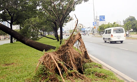 Nhiều cây xanh bật gốc vì mưa lốc ảnh 1