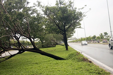 Nhiều cây xanh bật gốc vì mưa lốc ảnh 2