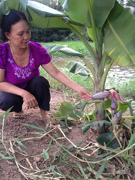 Kỳ lạ cây chuối trổ ba buồng ảnh 1