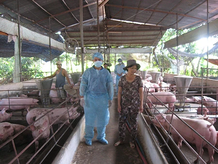 Sẽ đóng cửa cơ sở chăn nuôi dùng chất cấm ảnh 2