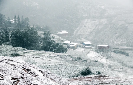 Mưa tuyết, băng giá lịch sử khiến hàng chục con trâu, bò chết ảnh 1