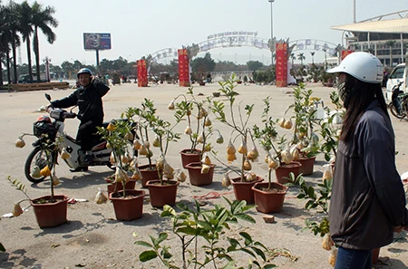 Đào tết cả triệu bị quăng vào thùng rác ảnh 6