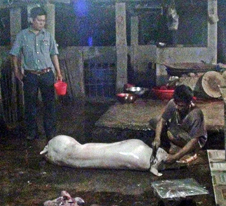 Phát hiện lò mổ heo sử dụng chất tạo nạc ảnh 1