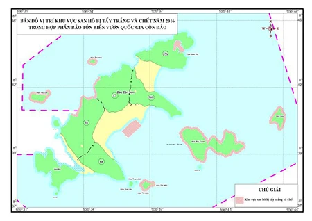 Báo động tình trạng san hô tại Côn Đảo bị tẩy trắng và chết ảnh 1