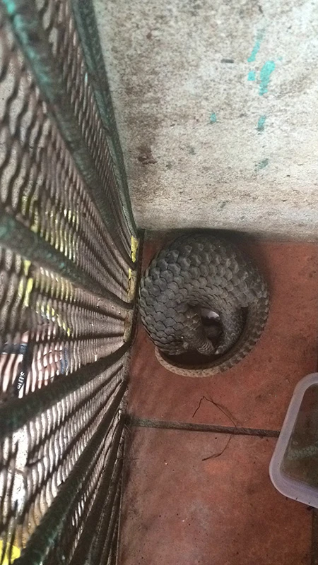 Tranh cãi về việc cho nuôi tê tê ở Tây Ninh ảnh 1