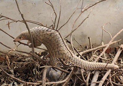 Tranh cãi về việc cho nuôi tê tê ở Tây Ninh ảnh 2