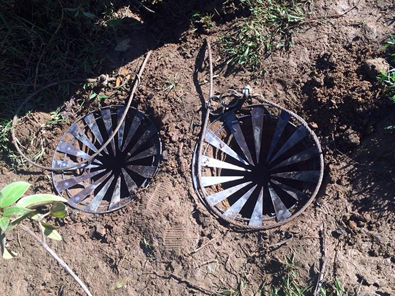 Bắt được 8 con ‘trâu điên’, dân vẫn sợ vì còn 2 con ảnh 2