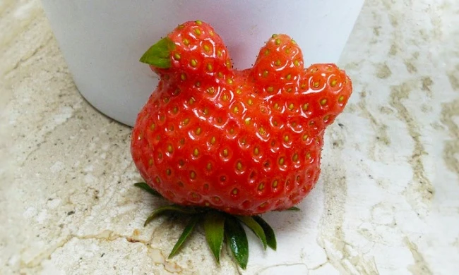 Tròn mắt vì tạo hình kỳ diệu của củ quả tự nhiên ảnh 19