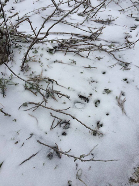 Tuyết phủ trắng ở Nghệ An như... châu Âu ảnh 6