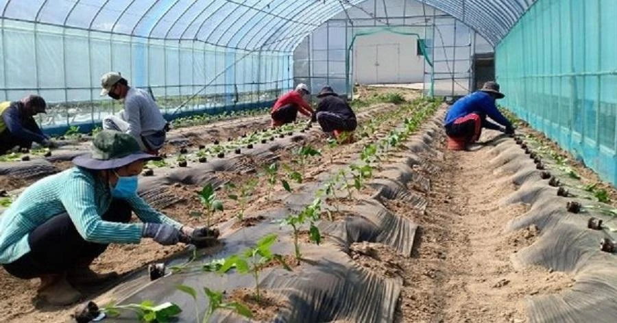 Lao động tỉnh Đồng Tháp sang Hàn Quốc làm việc thời vụ, có thu nhập hơn 40 triệu đồng/tháng. Ảnh: M.TUYẾT